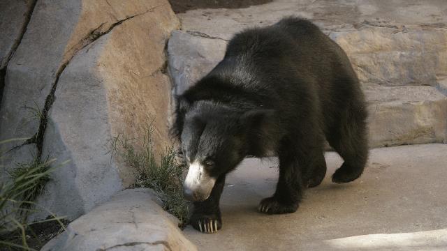 20101201-20101130__D0H2399_sloth bear.JPG